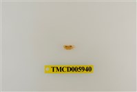 藏品(拉氏清溪蟹)的圖片